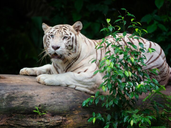 Zoo de Dortmund